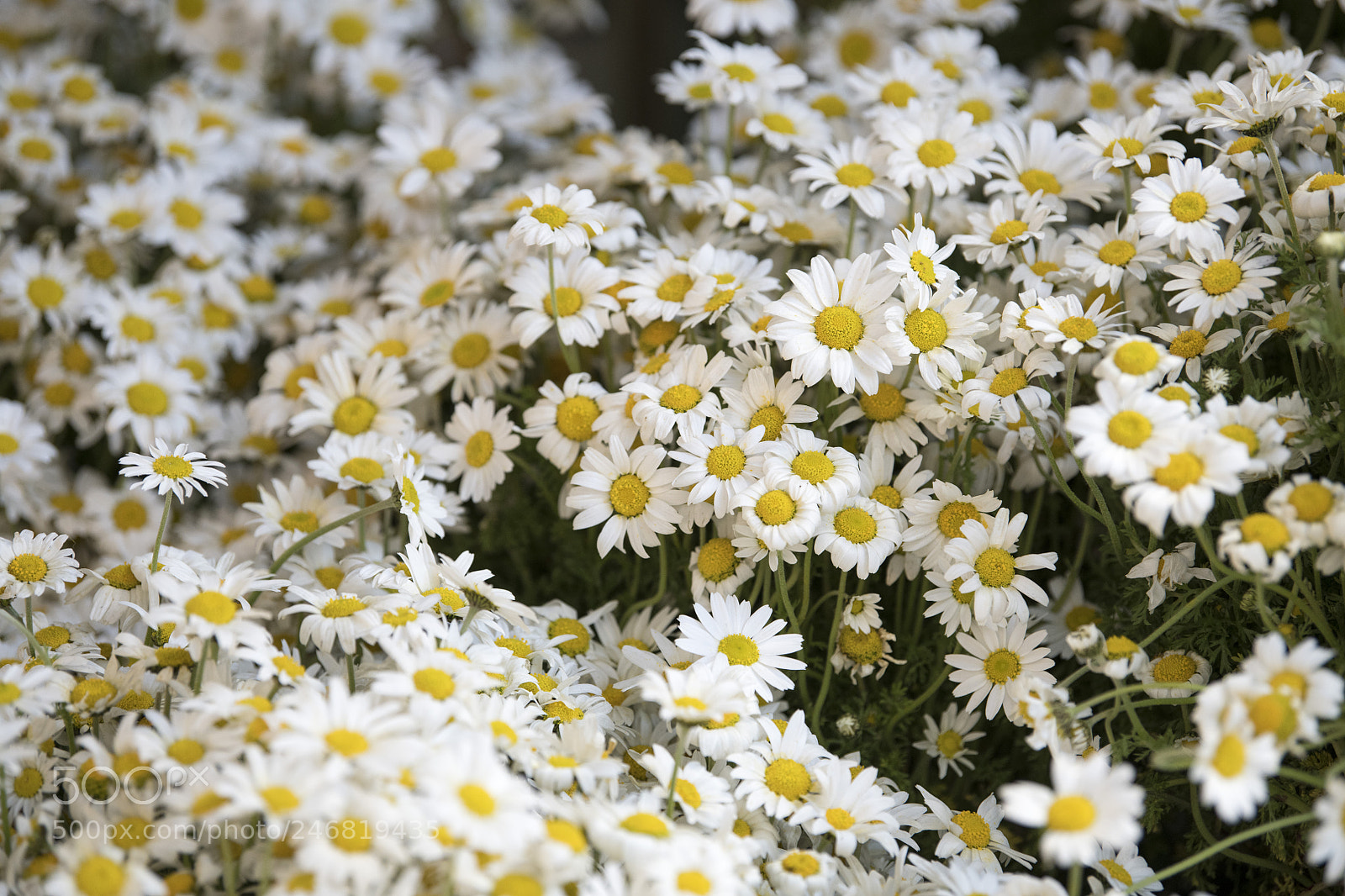 Nikon D850 sample photo. Flowers photography