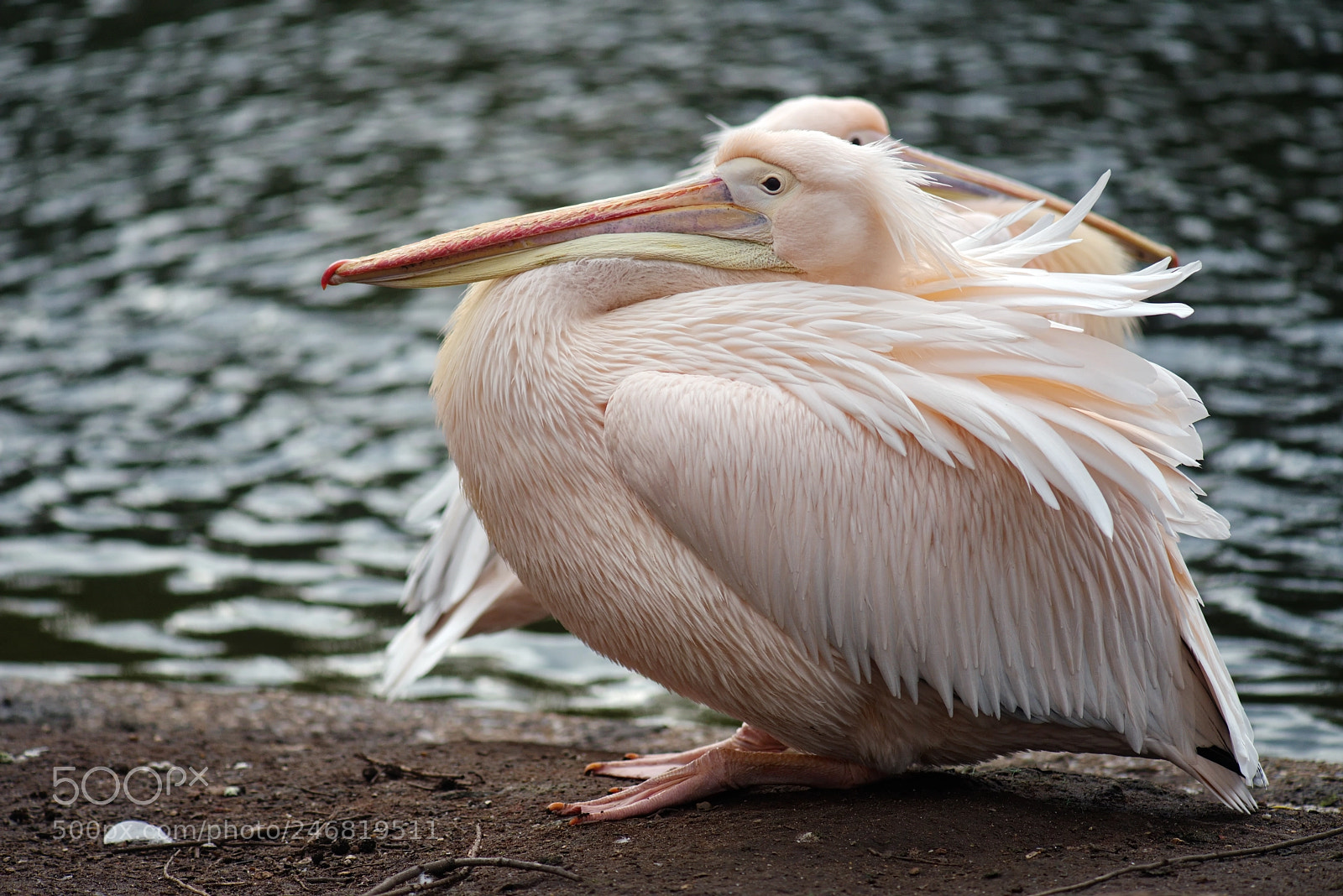 Nikon D800 sample photo. Ys photography