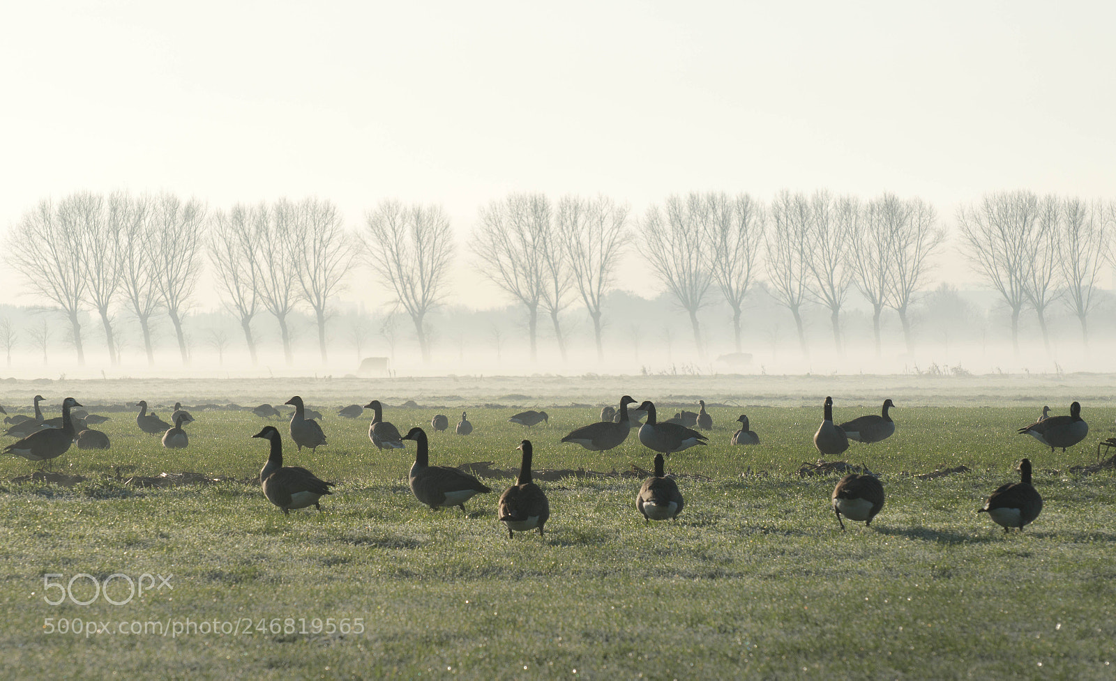 Nikon D3200 sample photo. Grazing geese photography