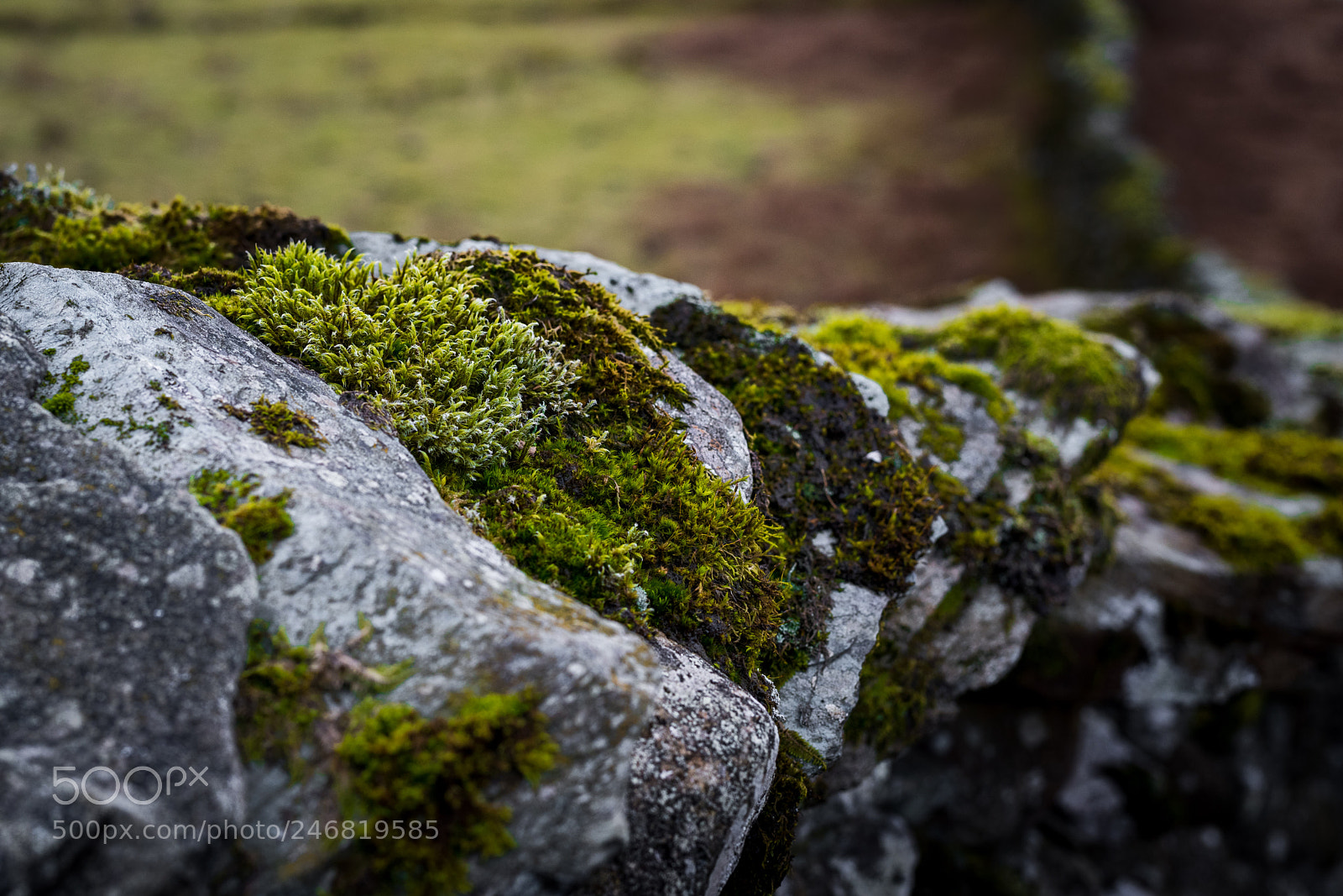 Nikon D810 sample photo. Moss photography