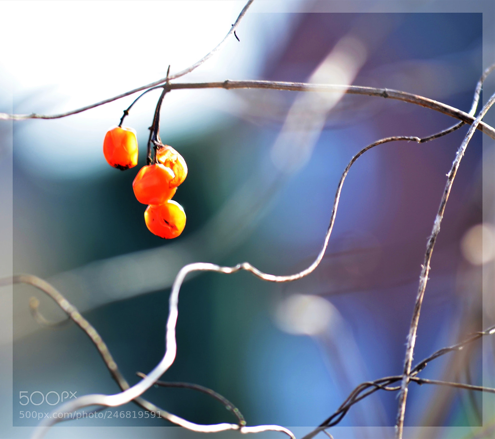Nikon D5100 sample photo. Blue background photography