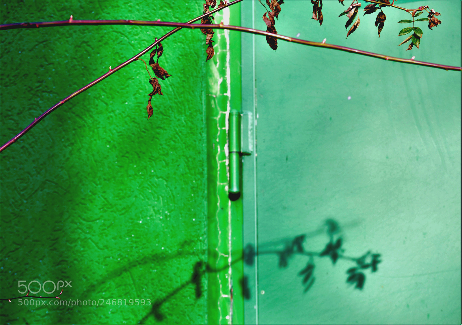 Nikon D5100 sample photo. Green background photography