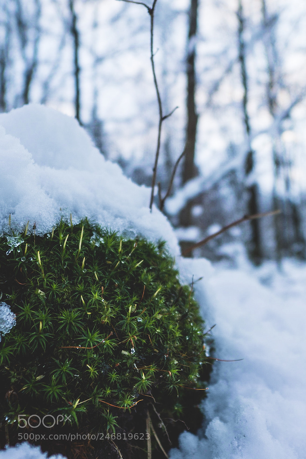 Sony a5100 sample photo. Snow covered photography