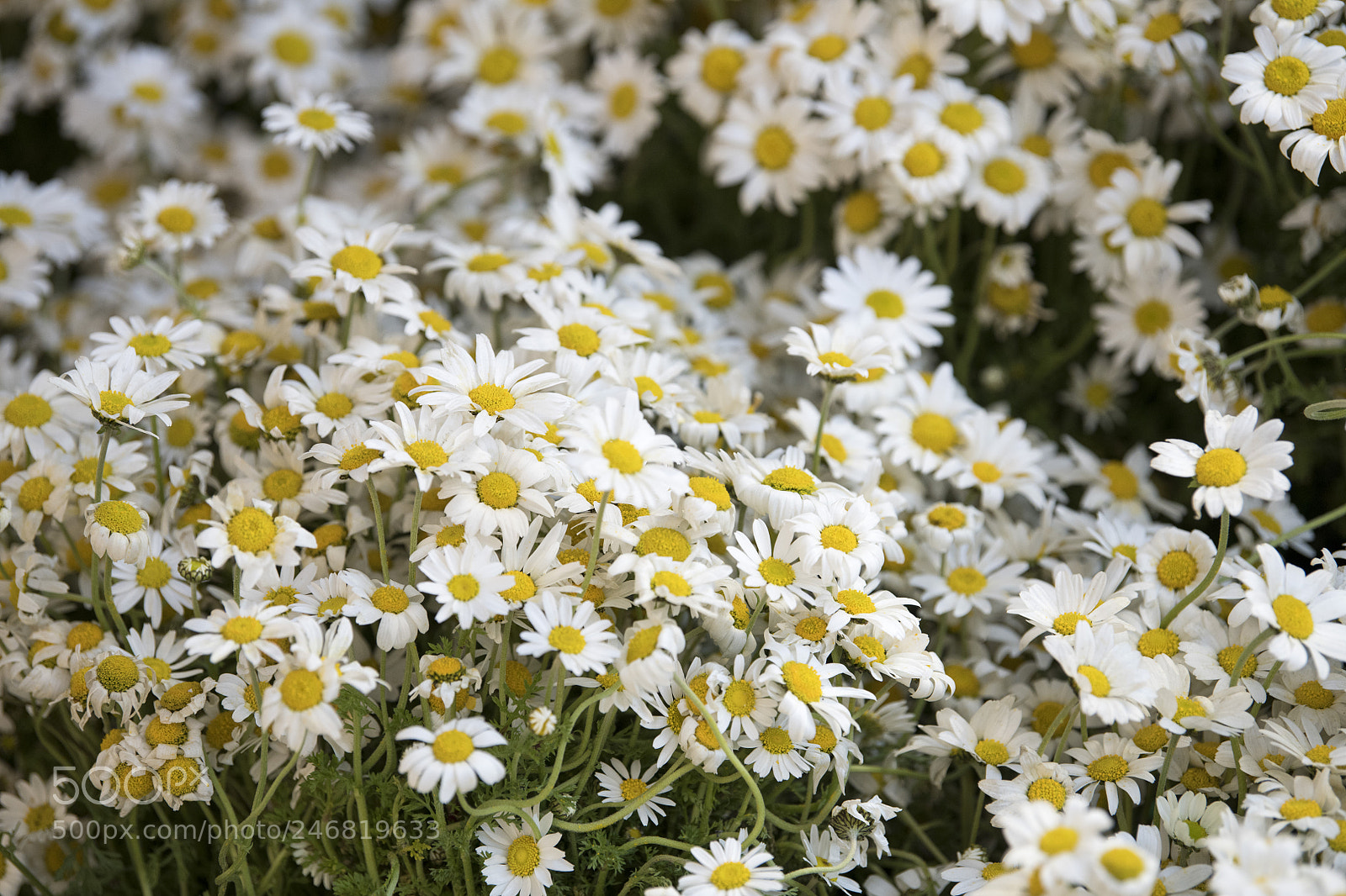 Nikon D850 sample photo. Flowers photography