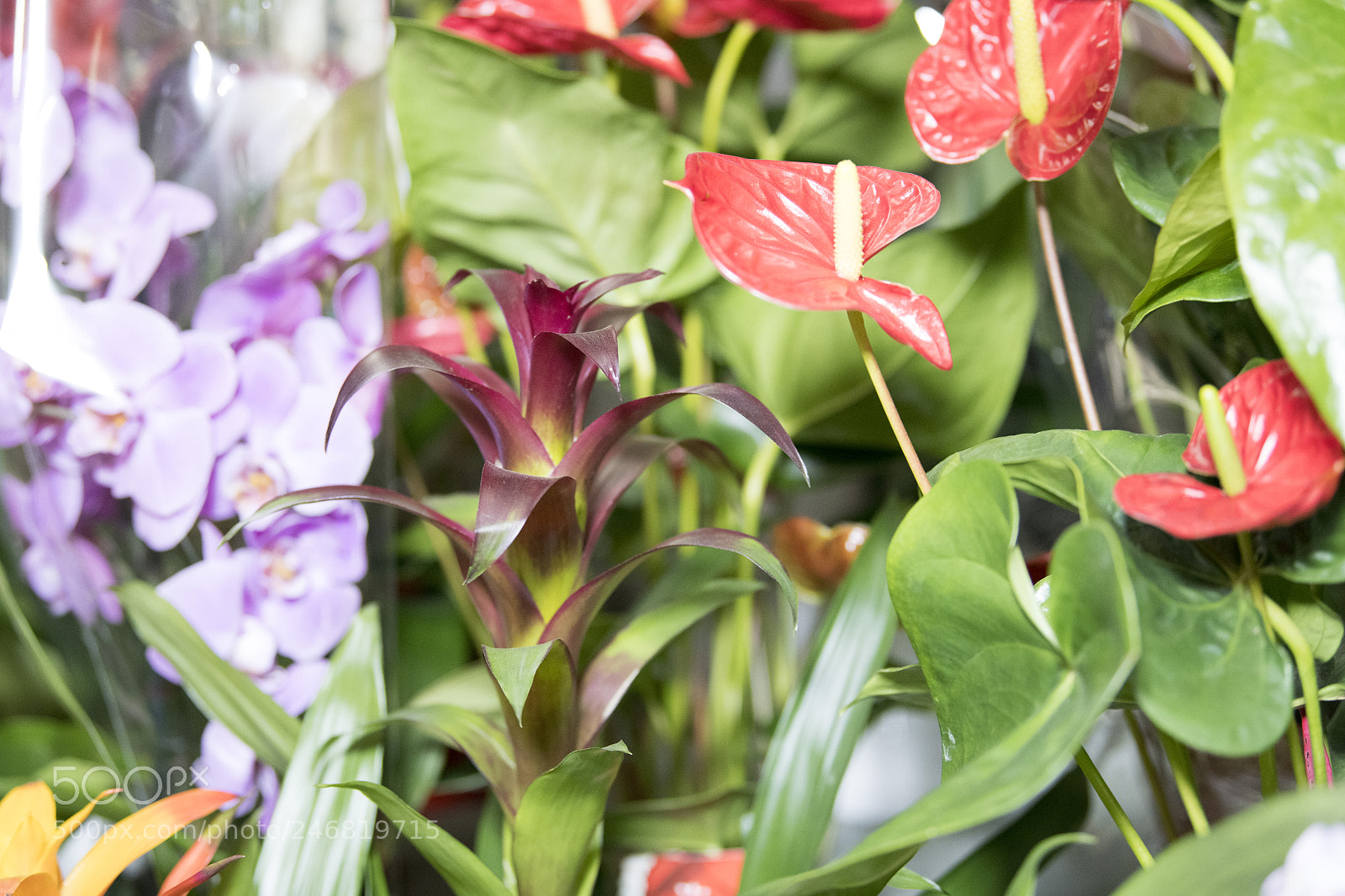 Nikon D850 sample photo. Flowers photography