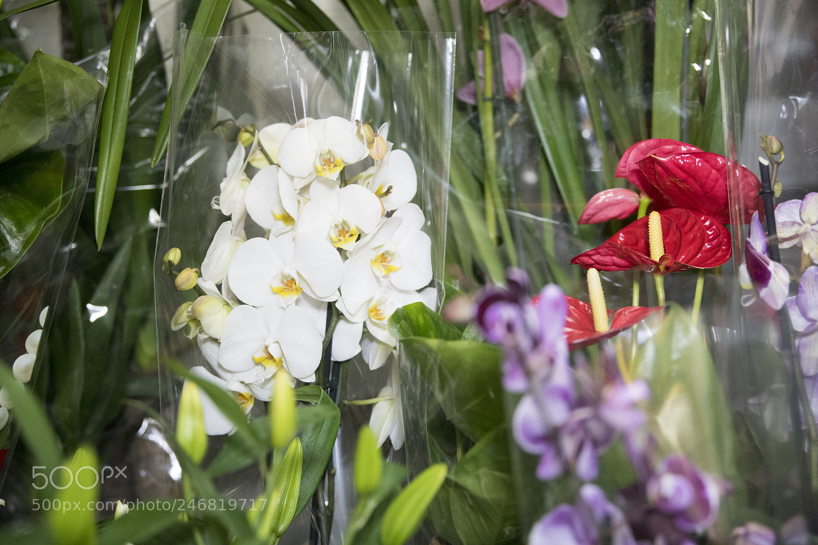 Nikon D850 sample photo. Flowers photography