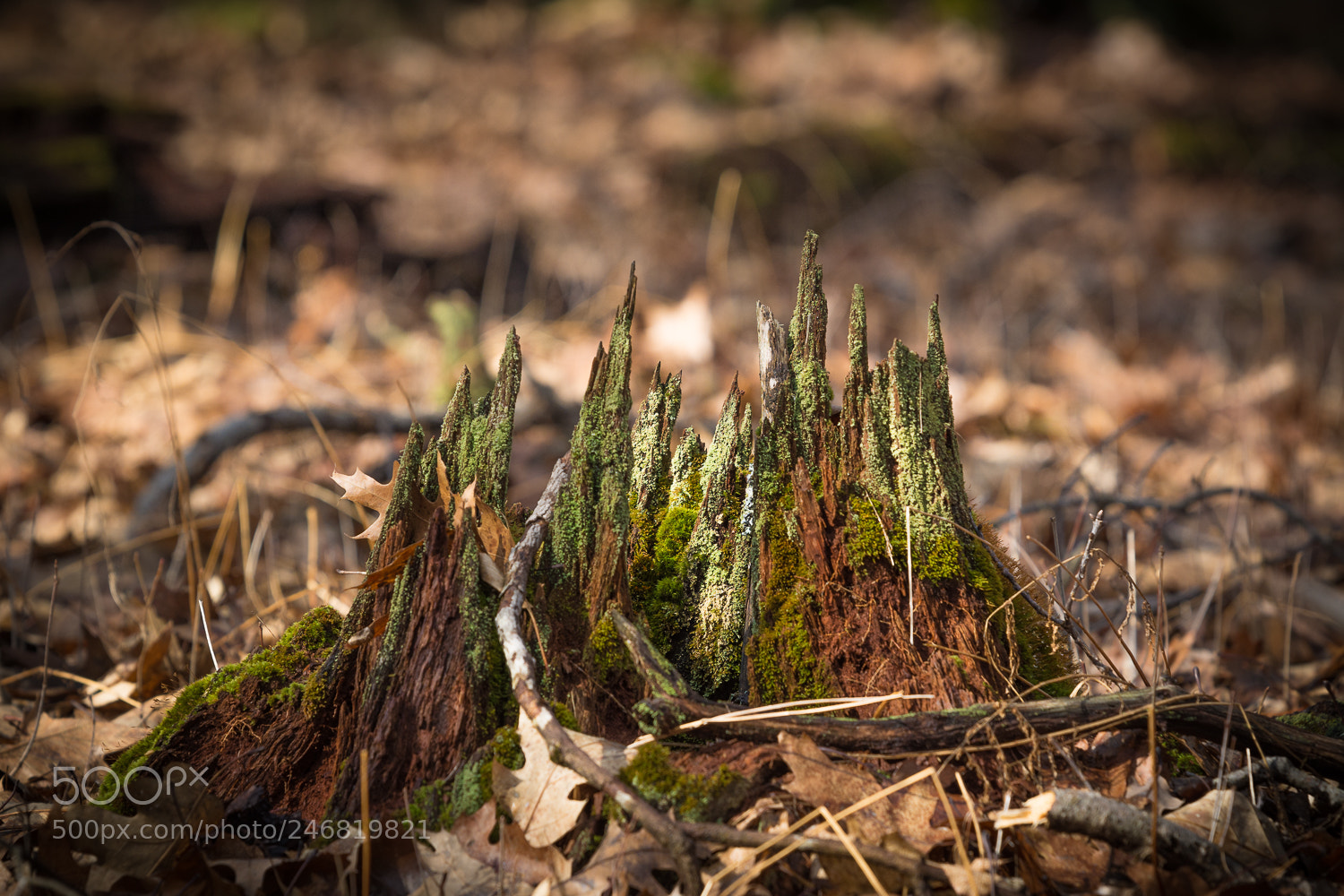 Nikon D7100 sample photo. Chipmunk castle photography