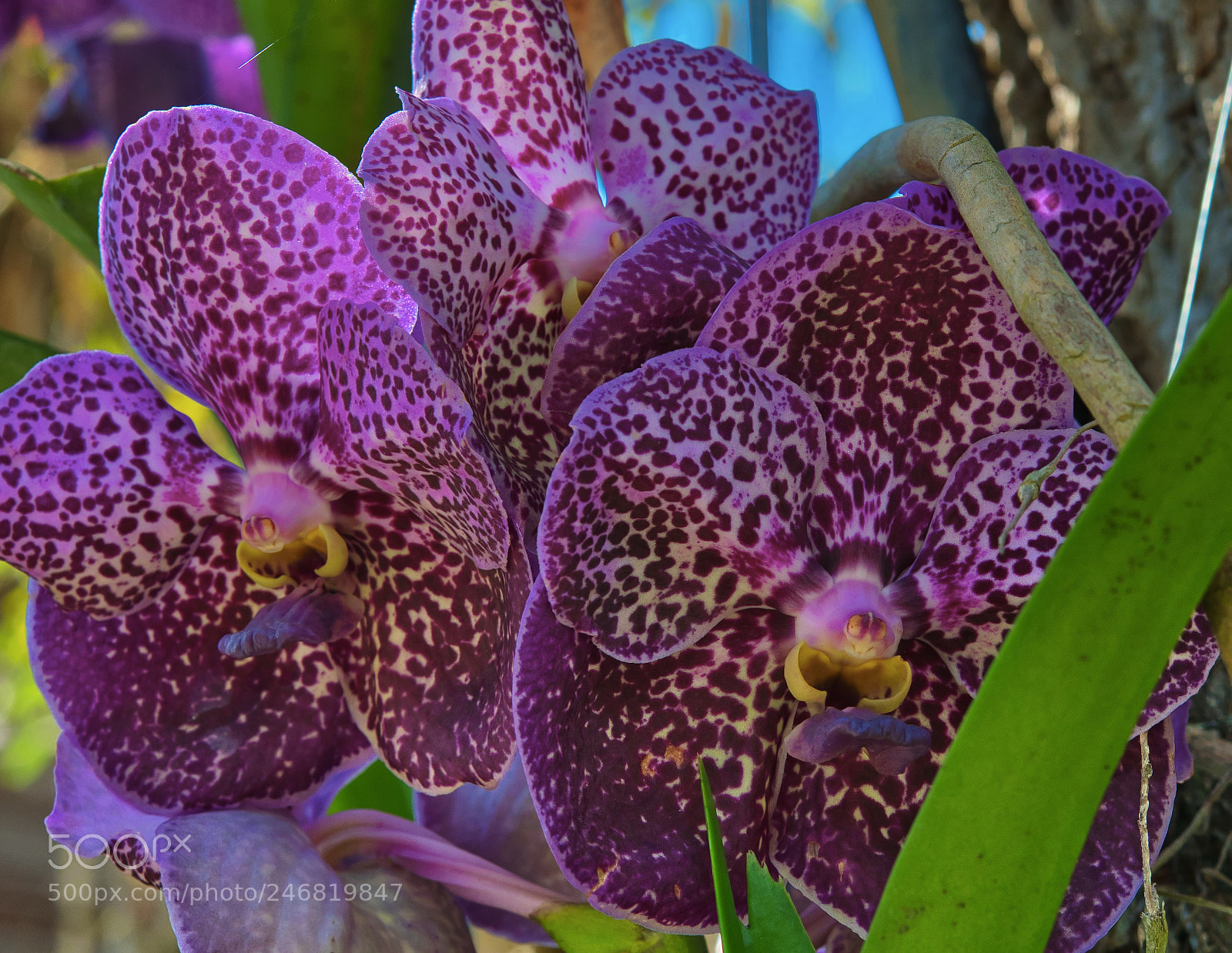 Nikon D500 sample photo. Orchids photography