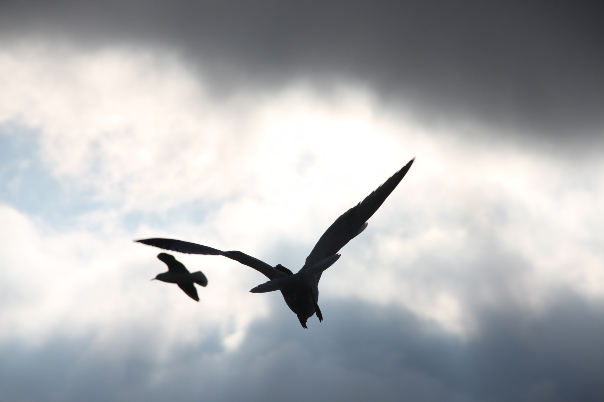 Canon EOS 500D (EOS Rebel T1i / EOS Kiss X3) sample photo. Seagull and raven- dancing in the sky photography