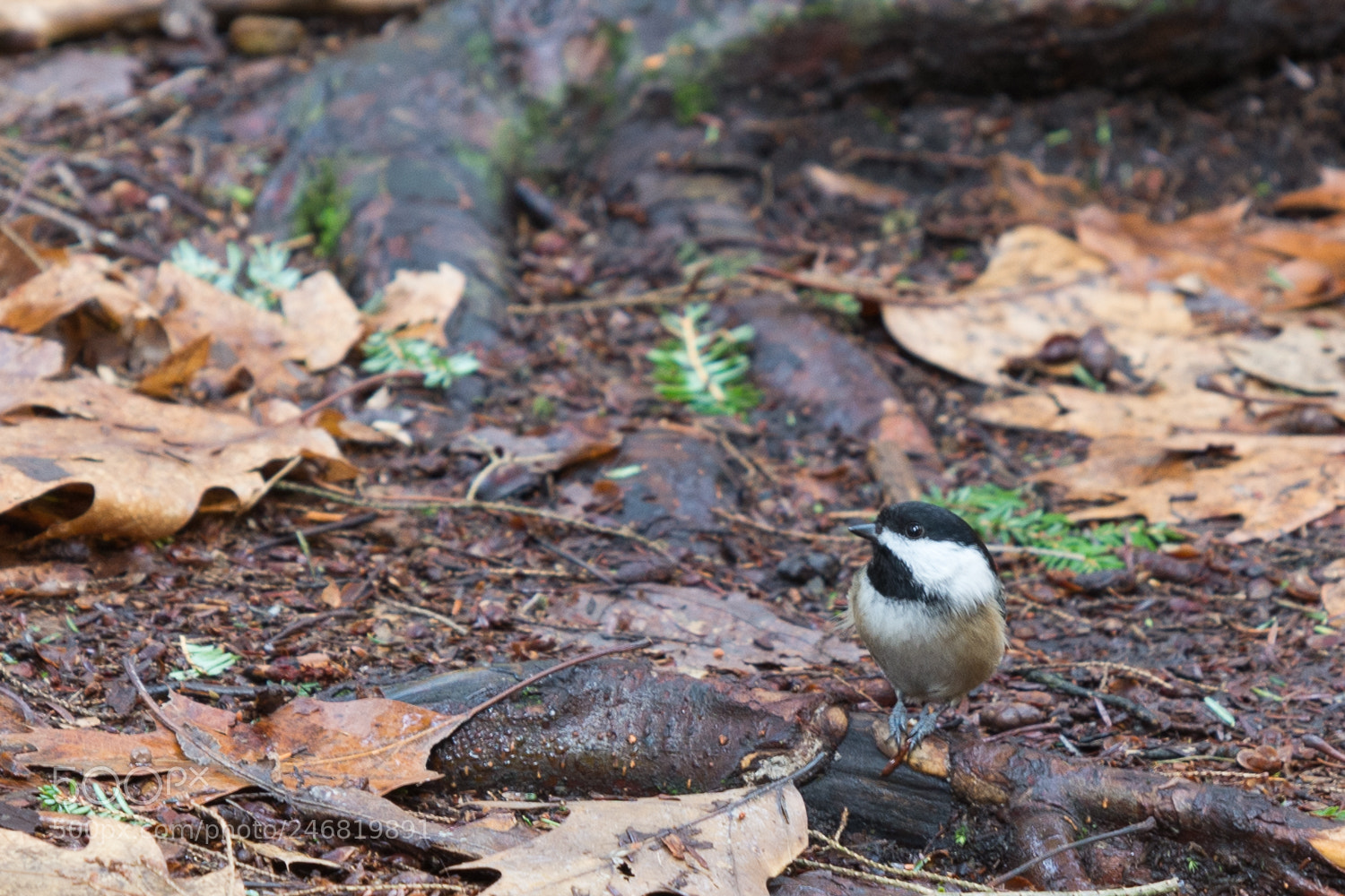Nikon D7100 sample photo. My little chickadee photography
