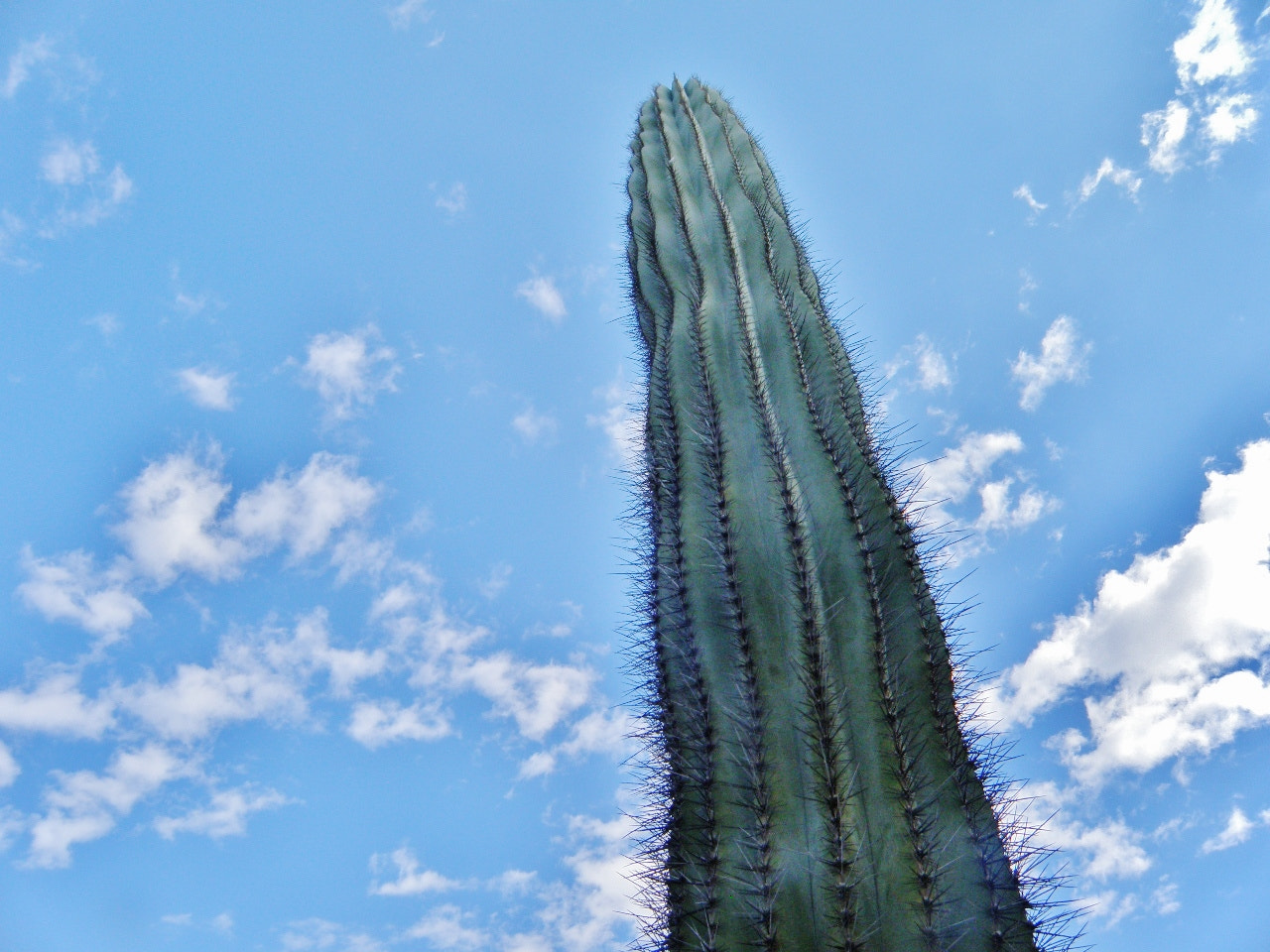 Olympus SP-565UZ sample photo. Cactus / nijar photography