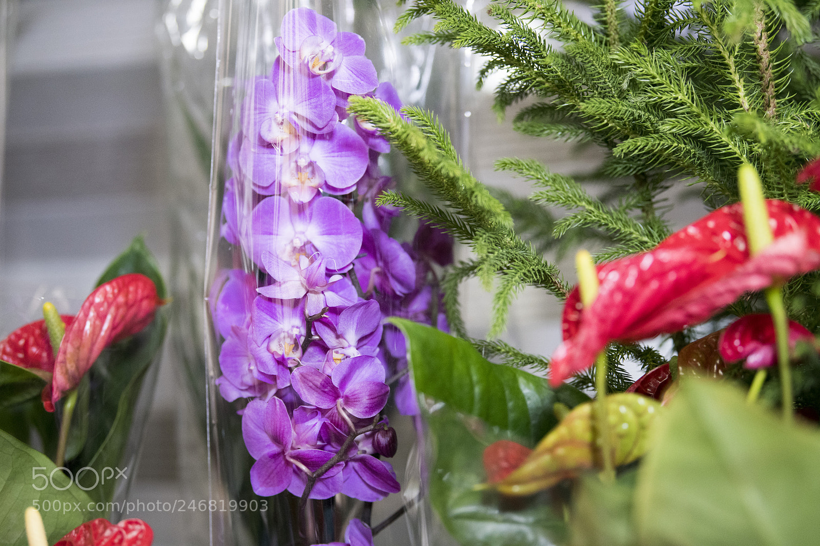 Nikon D850 sample photo. Flowers photography