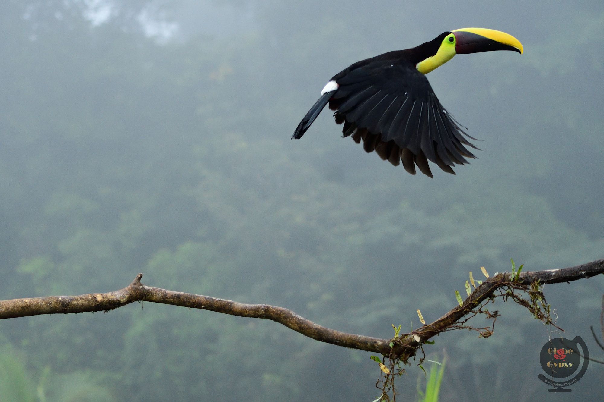 Nikon D500 sample photo. Fog flight photography