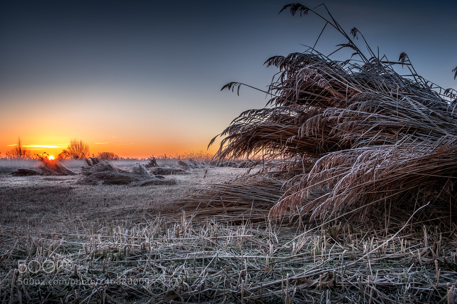 Fujifilm X-T2 sample photo. Winter harvest photography