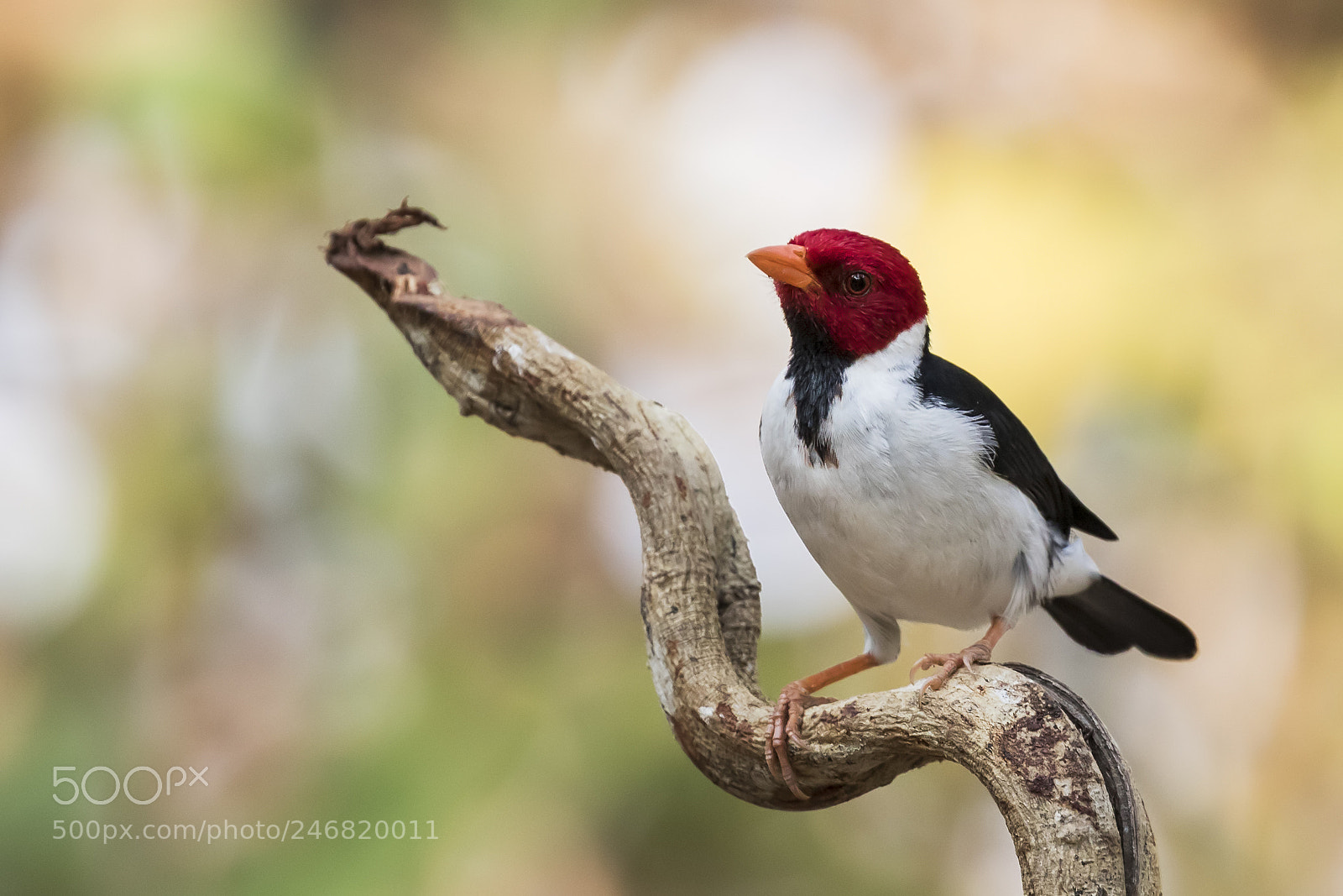 Canon EOS 7D Mark II sample photo. Yellow-billed cardinal photography