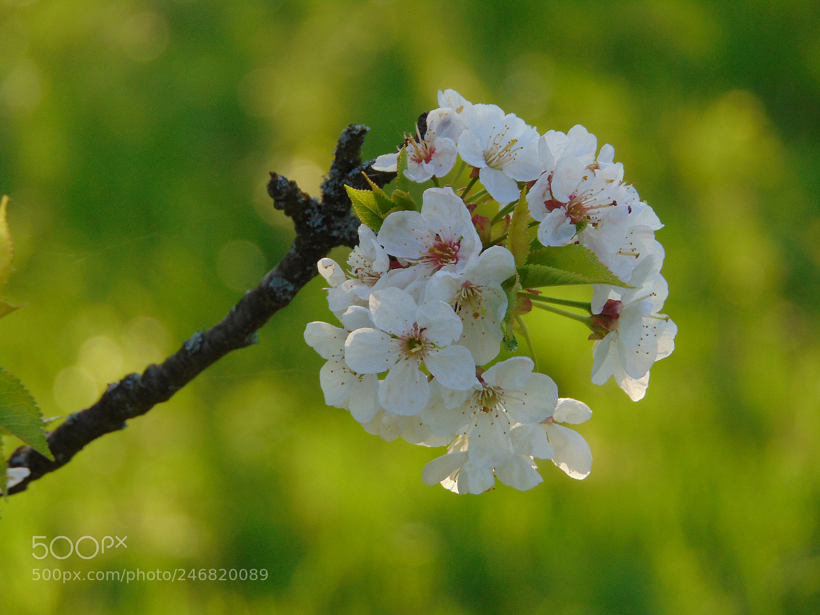 Sony Cyber-shot DSC-H300 sample photo. Dsc photography