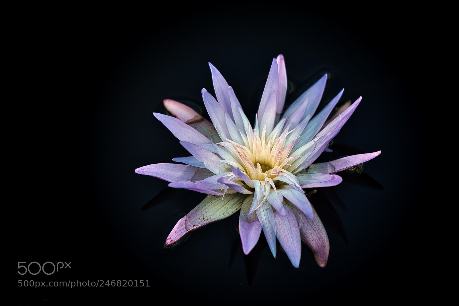 Nikon D500 sample photo. Water lily photography