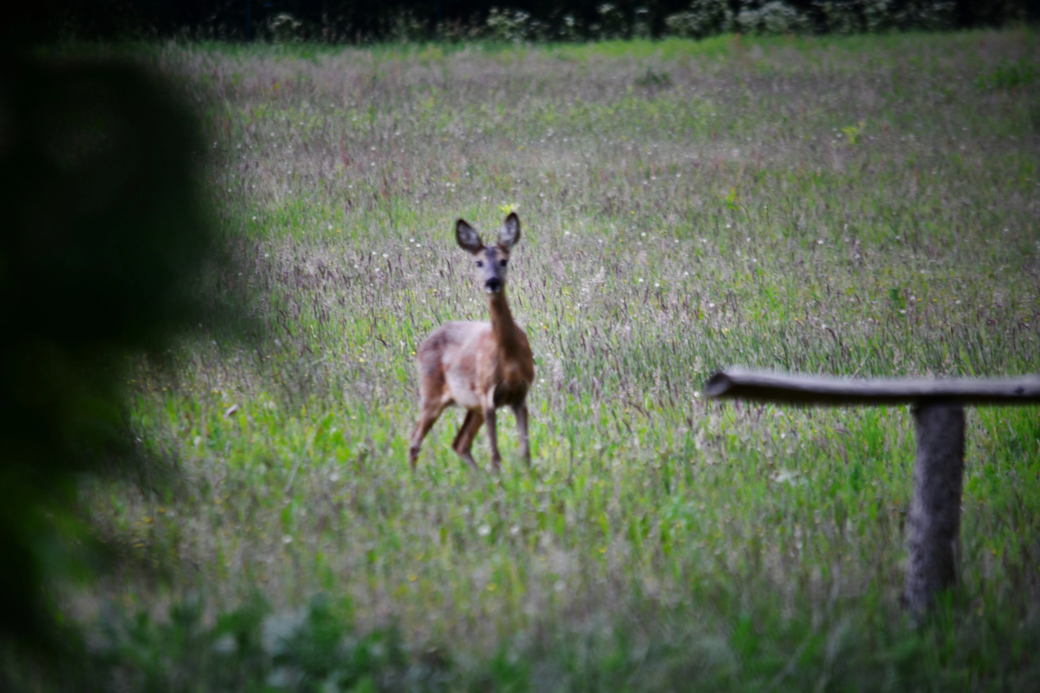 Nikon D5200 sample photo. Reh photography