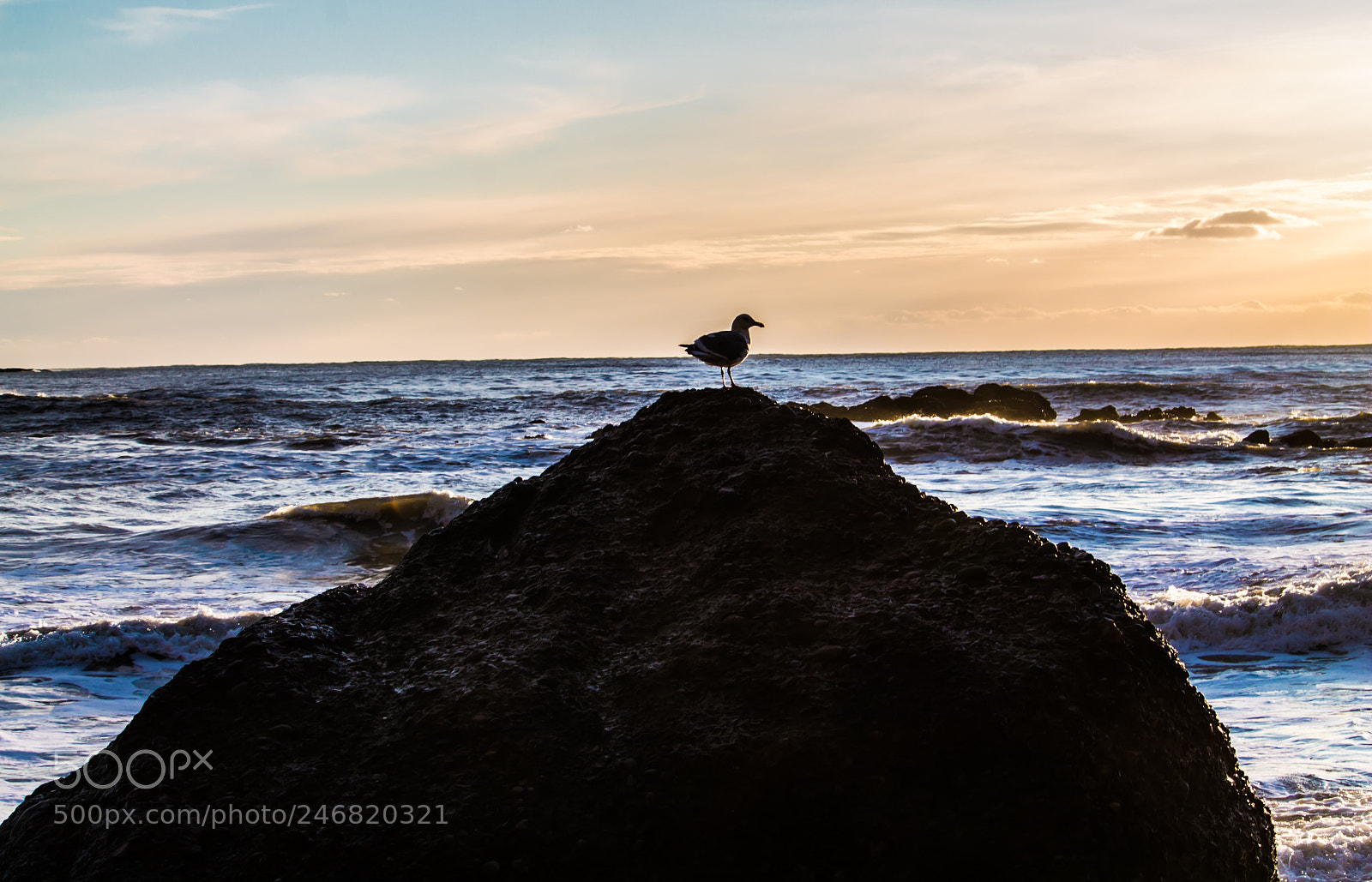 Canon EOS 1100D (EOS Rebel T3 / EOS Kiss X50) sample photo. Seagull at sun down photography