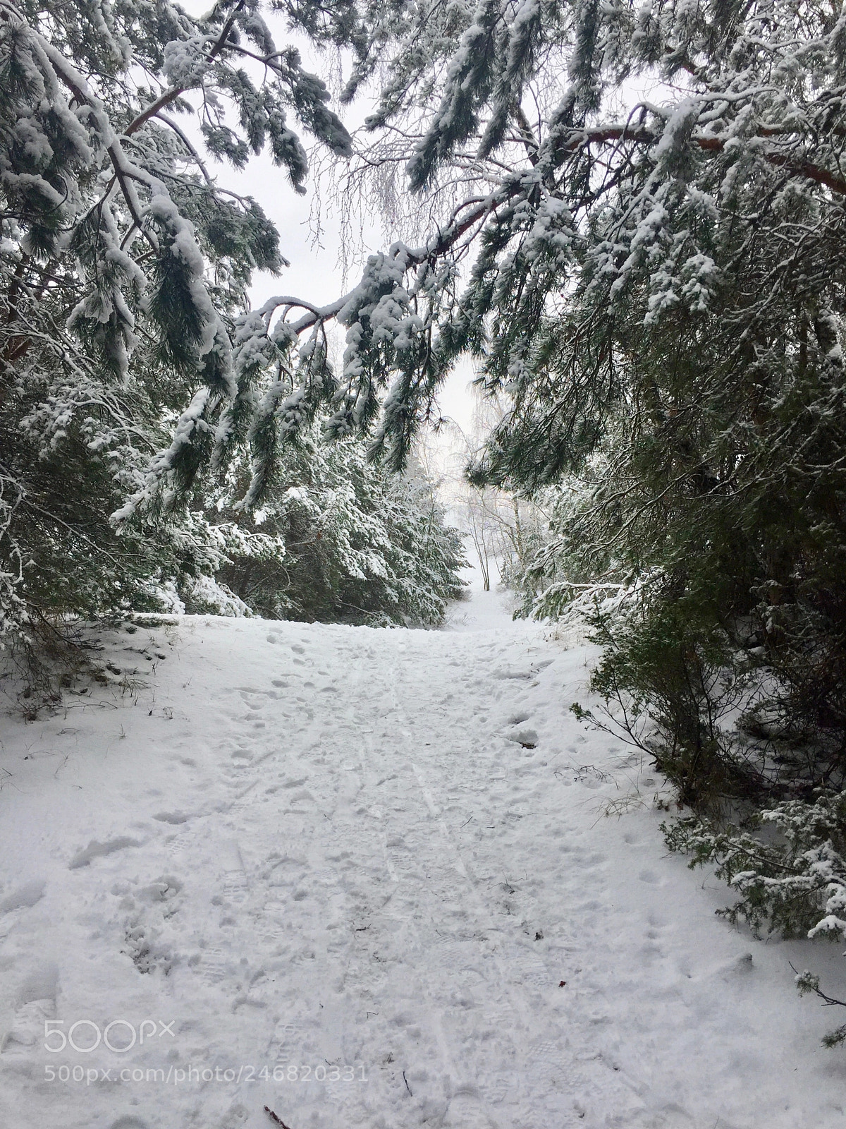 Apple iPhone 6 sample photo. Frozen footpath to the photography