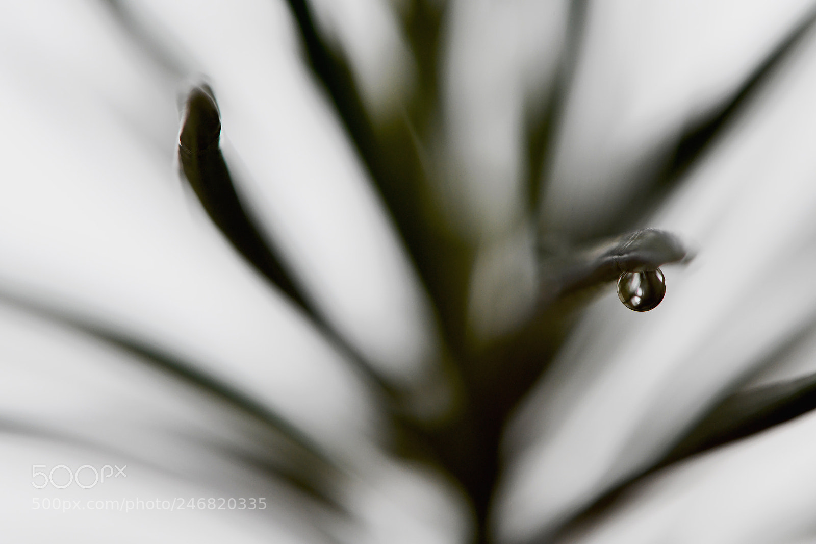 Nikon D850 sample photo. Unknown plant with drop photography