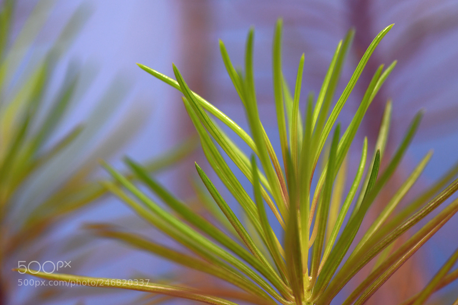 Nikon D850 sample photo. Unknown plant photography