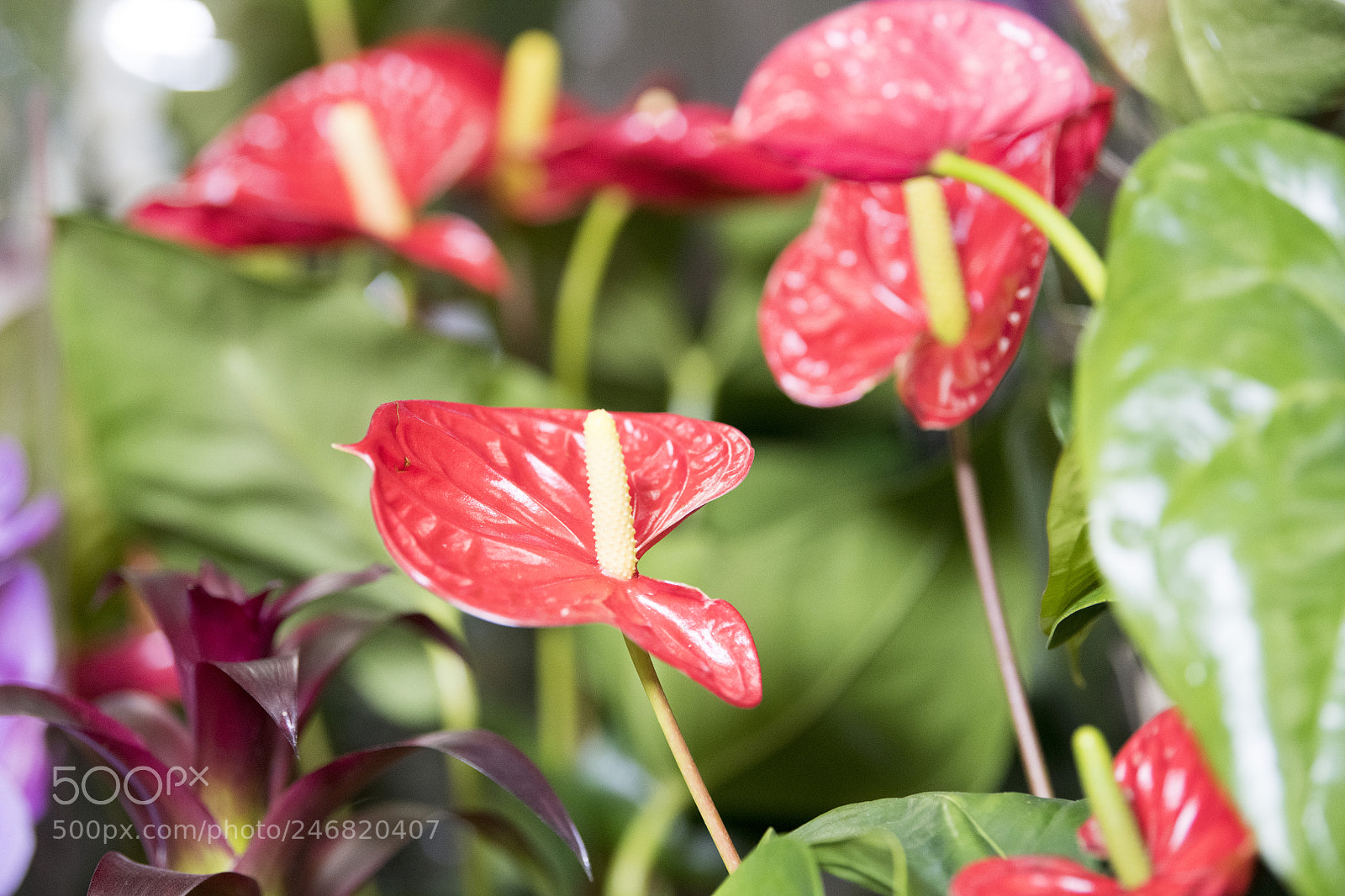 Nikon D850 sample photo. Flowers photography