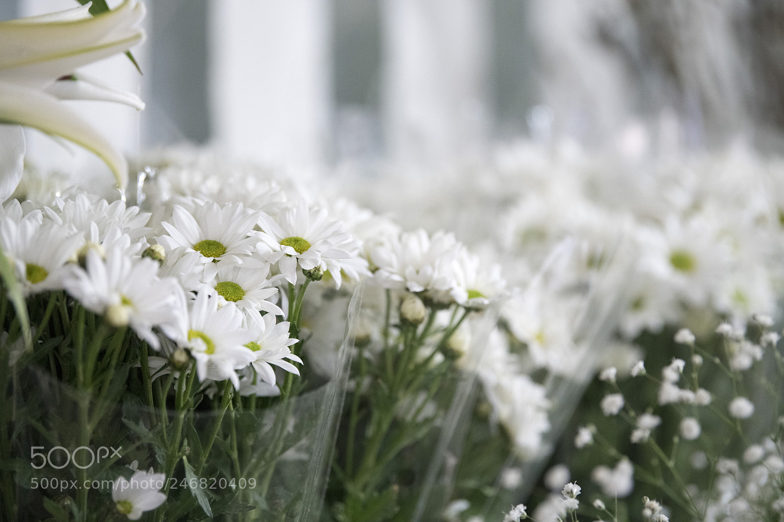 Nikon D850 sample photo. Flowers photography