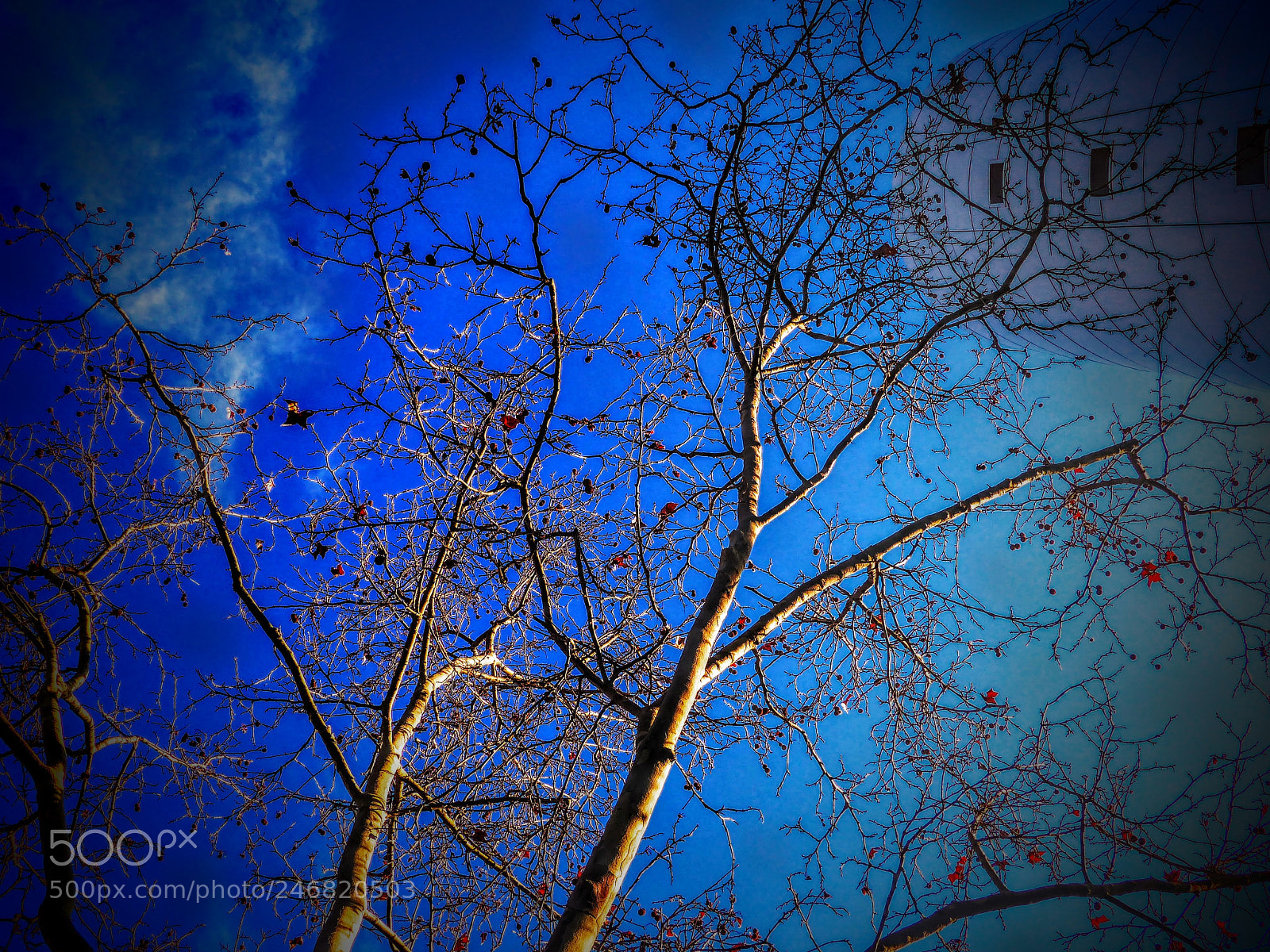 Panasonic Lumix DMC-FZ200 sample photo. Winter sky photography