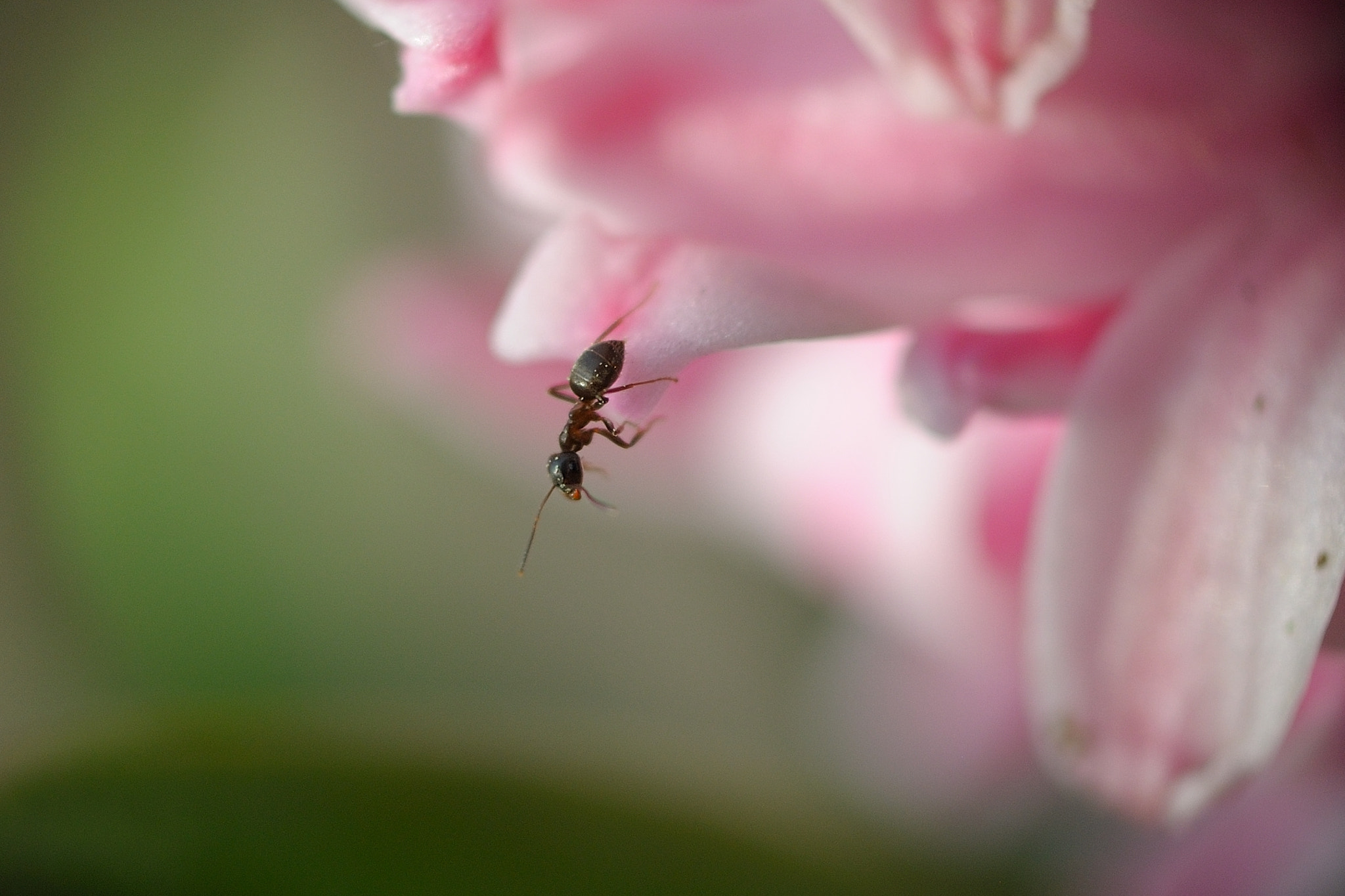 Nikon D5000 + Nikon AF-S Nikkor 50mm F1.8G sample photo. Ant on flover photography