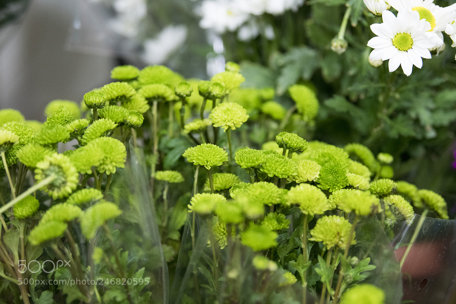 Nikon D850 sample photo. Flowers photography