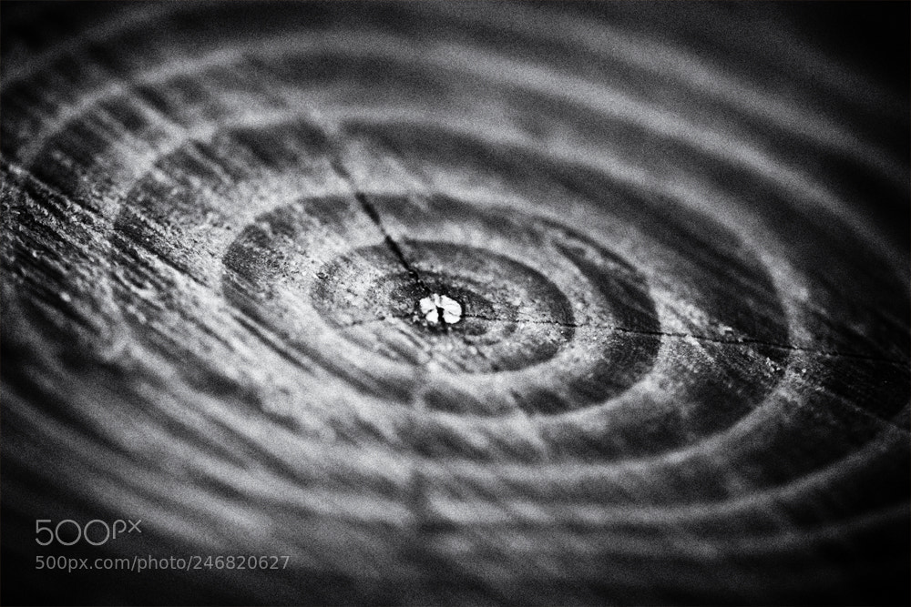 Canon EOS 500D (EOS Rebel T1i / EOS Kiss X3) sample photo. Annual rings in wood photography