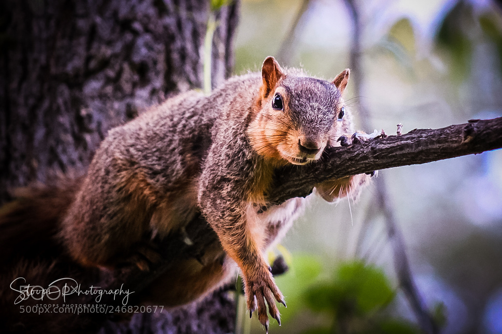 Canon EOS 1300D (EOS Rebel T6 / EOS Kiss X80) sample photo. The posing squirrel editedibiv photography