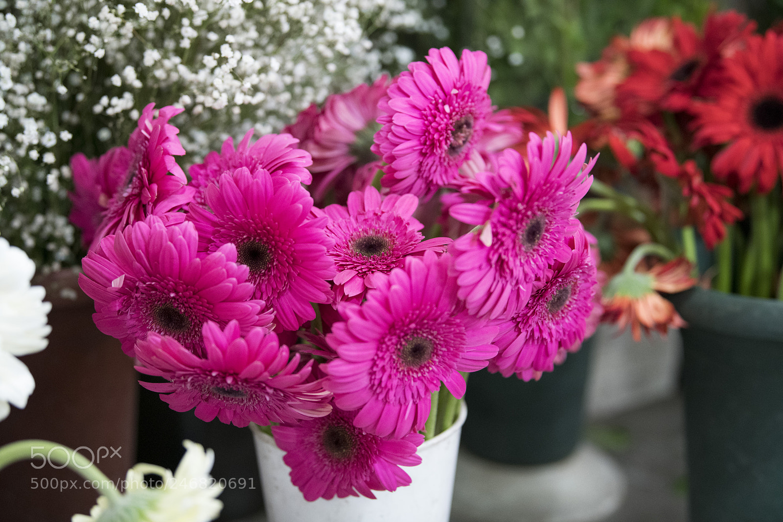 Nikon D850 sample photo. Flowers photography