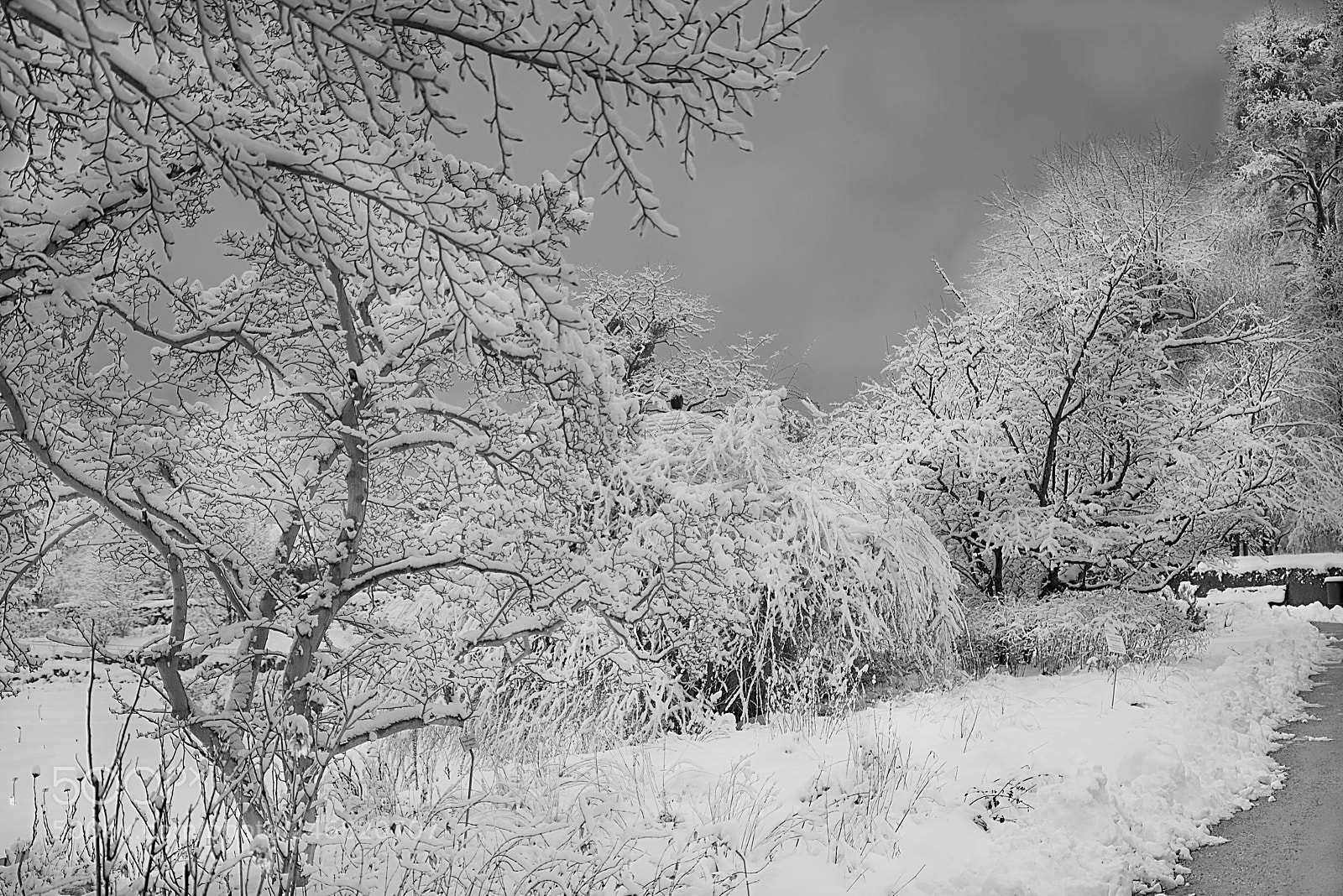 Canon EOS 6D Mark II sample photo. Frozen trees photography