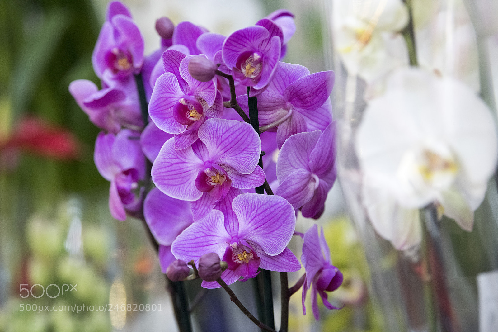 Nikon D850 sample photo. Flowers photography