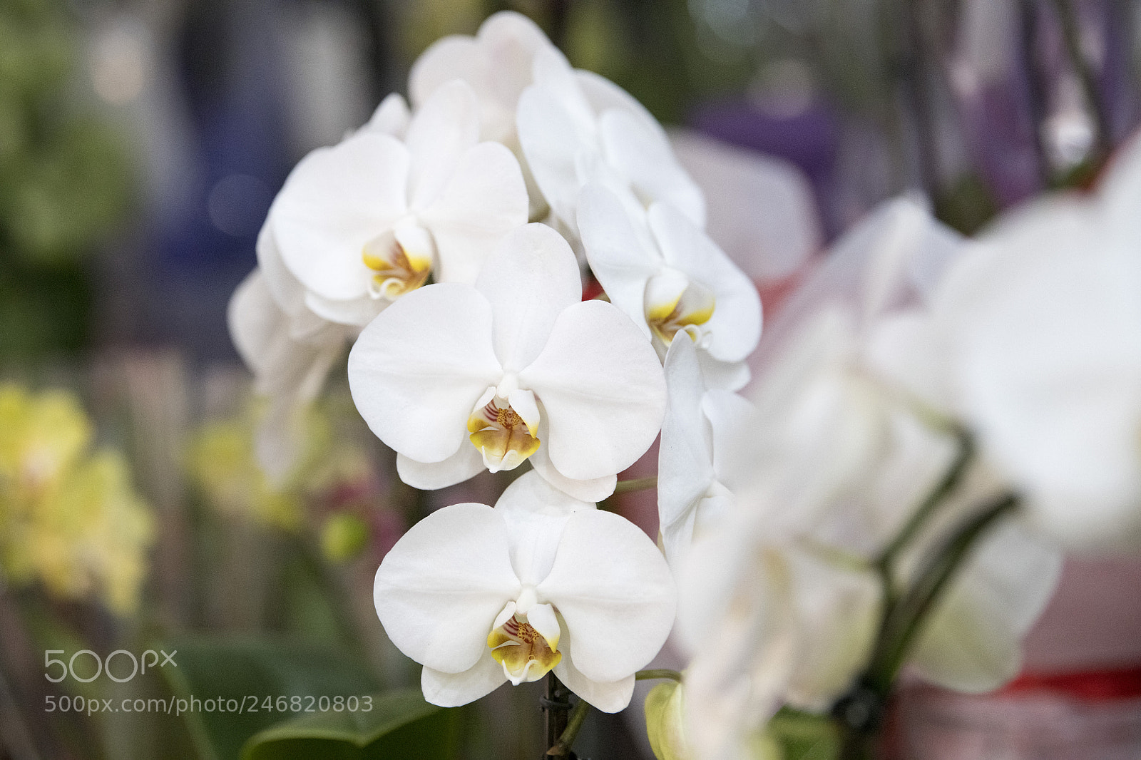 Nikon D850 sample photo. Flowers photography