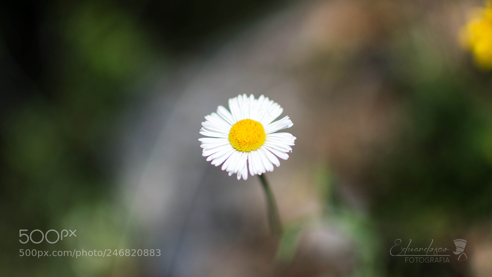 Nikon D7100 sample photo. Daisy photography