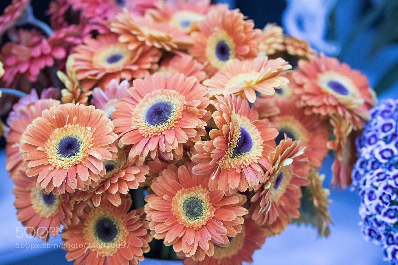 Nikon D850 sample photo. Flowers photography