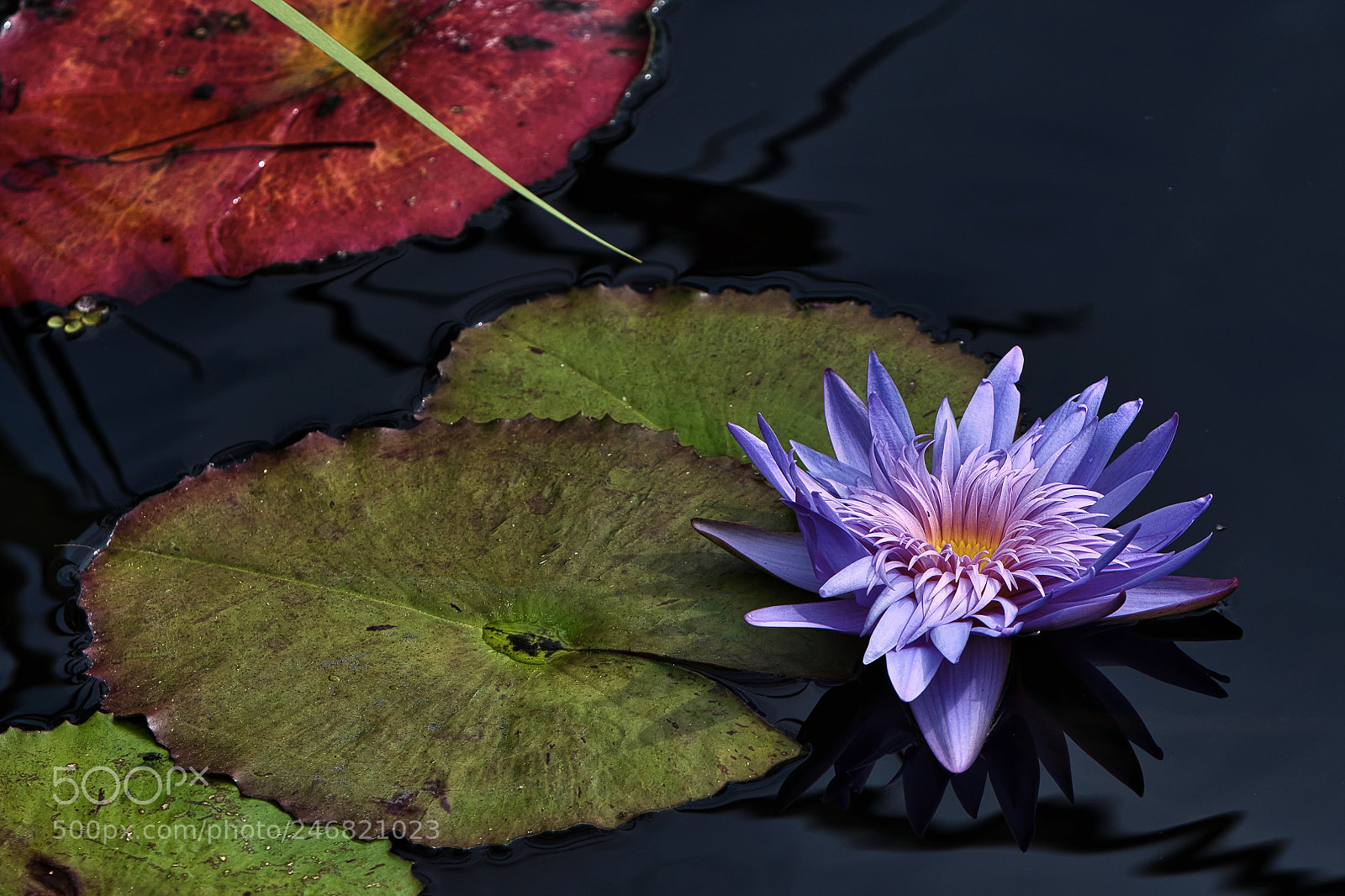 Nikon D500 sample photo. Water lily photography