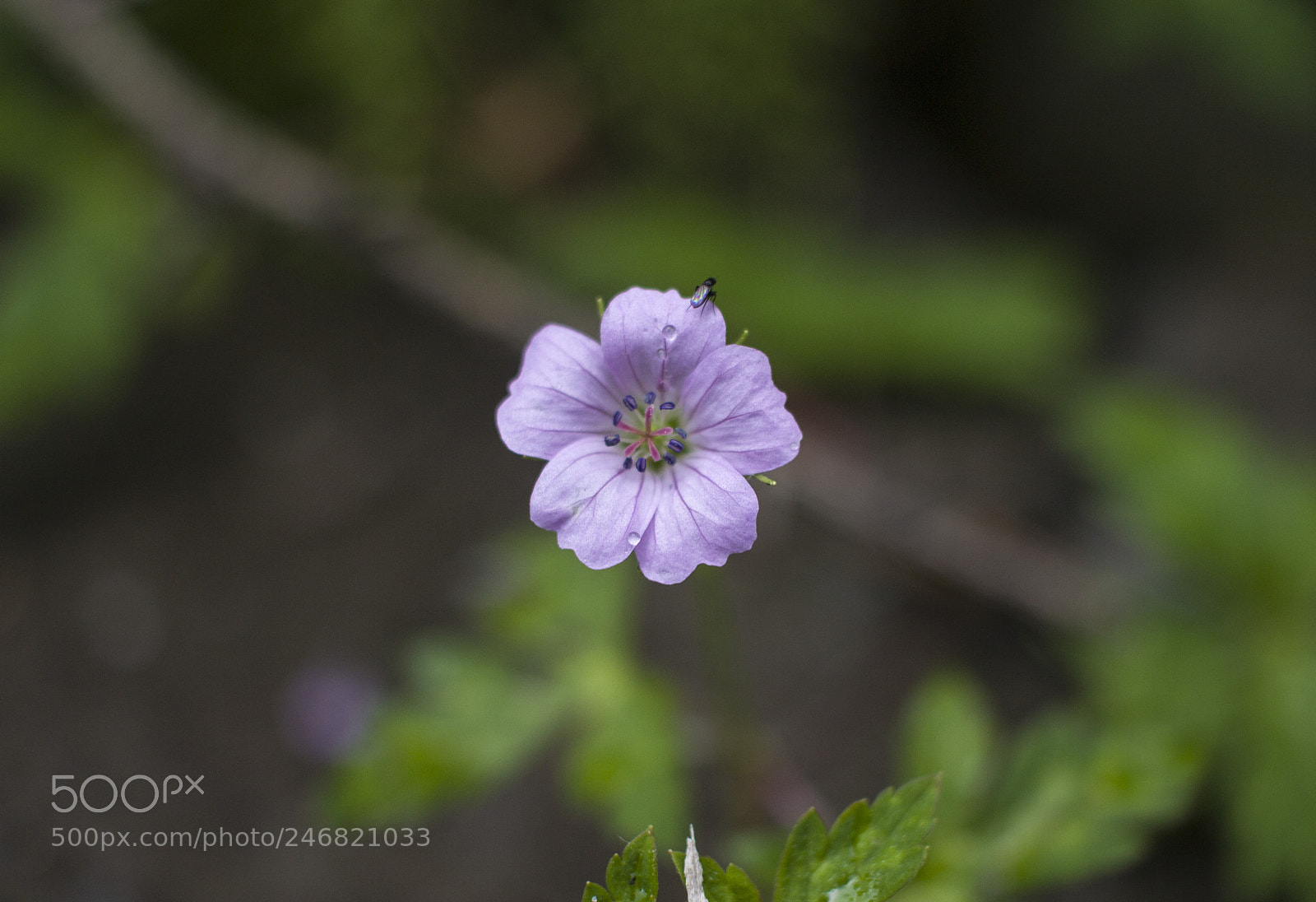 Canon EOS 600D (Rebel EOS T3i / EOS Kiss X5) sample photo. Flower photography