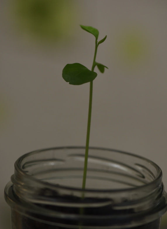 Nikon AF-S Micro-Nikkor 105mm F2.8G IF-ED VR sample photo. Kopya photography