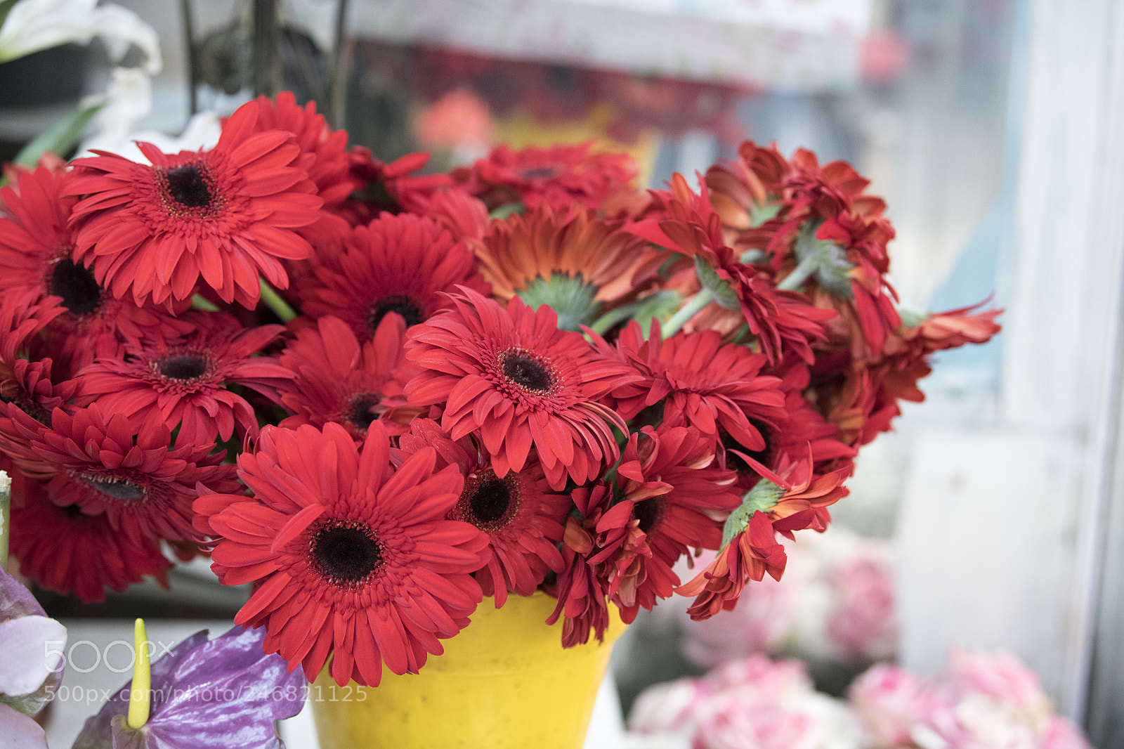 Nikon D850 sample photo. Flowers photography