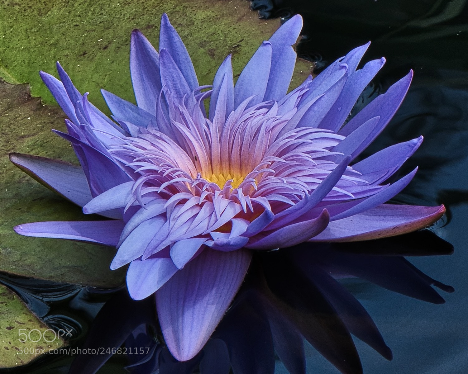 Nikon D500 sample photo. Water lily photography