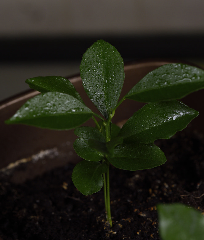Nikon AF-S Micro-Nikkor 105mm F2.8G IF-ED VR sample photo. Dsc photography