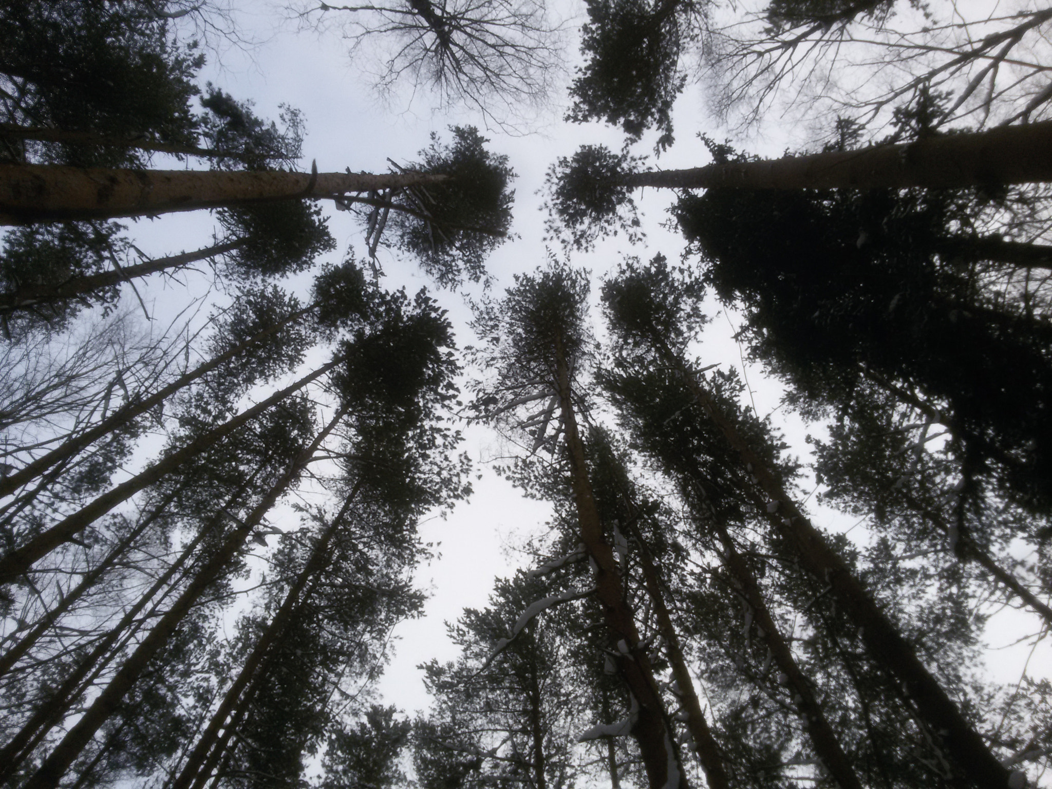 Samsung Galaxy S3 Neo sample photo. Forest photography