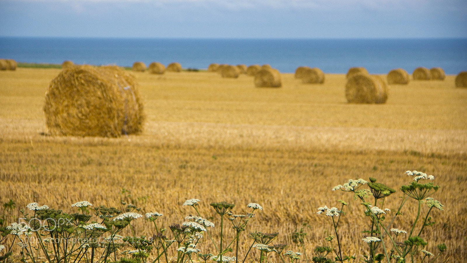 Canon EOS 550D (EOS Rebel T2i / EOS Kiss X4) sample photo. Bois de cise () photography
