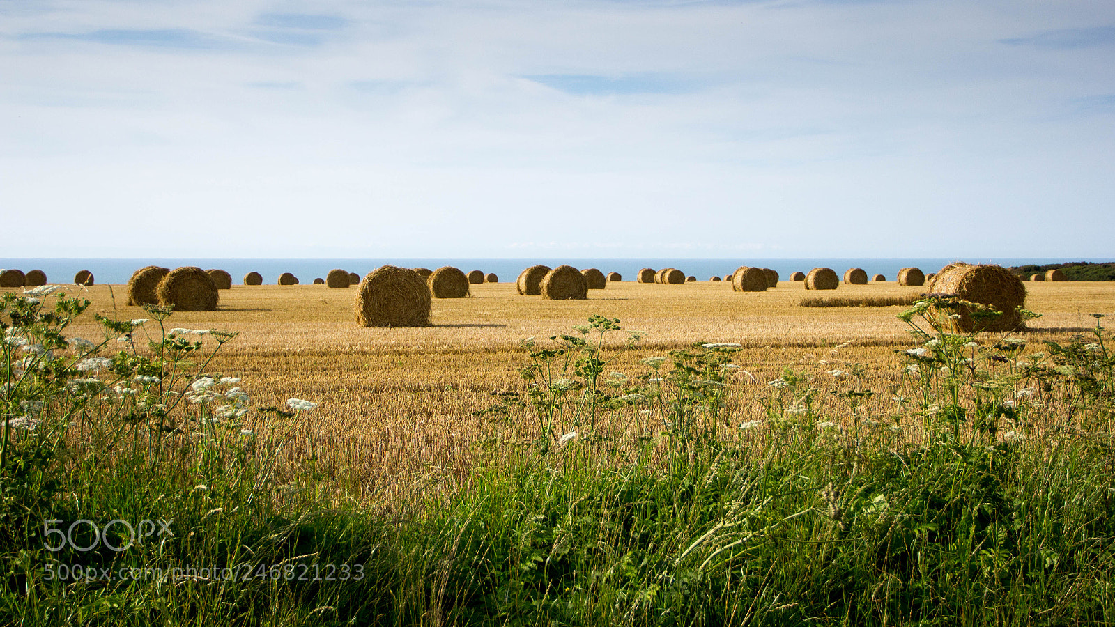 Canon EOS 550D (EOS Rebel T2i / EOS Kiss X4) sample photo. Bois de cise () photography