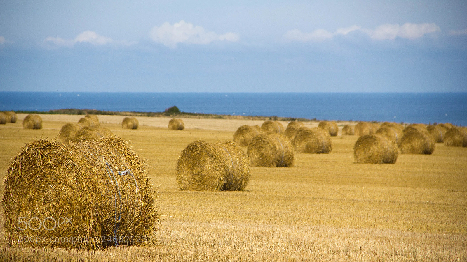 Canon EOS 550D (EOS Rebel T2i / EOS Kiss X4) sample photo. Bois de cise () photography