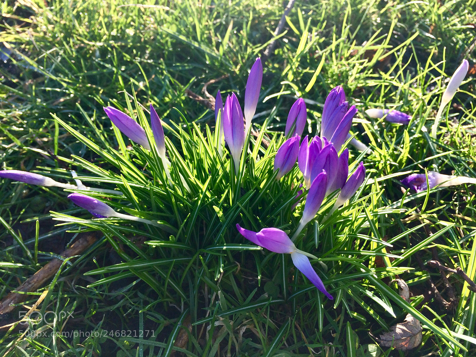Apple iPhone 5s sample photo. Spring time london photography